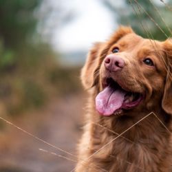 Los científicos determinaron que la mejor edad para entrenar a los perros es a los seis años, pues aún son jóvenes pero ya no son tan excitables como de cachorros.