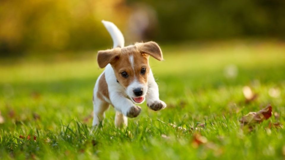 Imagen de carácter ilustrativo | El perro tuvo un esguince en su cola de tanto moverla.