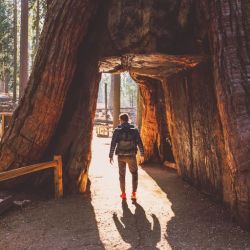 En Yosemite el sendero lleva a atravesar una zona llena de gigantescas y milenarias secuoyas. 