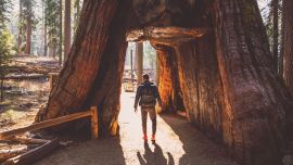 En Yosemite el sendero lleva a atravesar una zona llena de gigantescas y milenarias secuoyas.