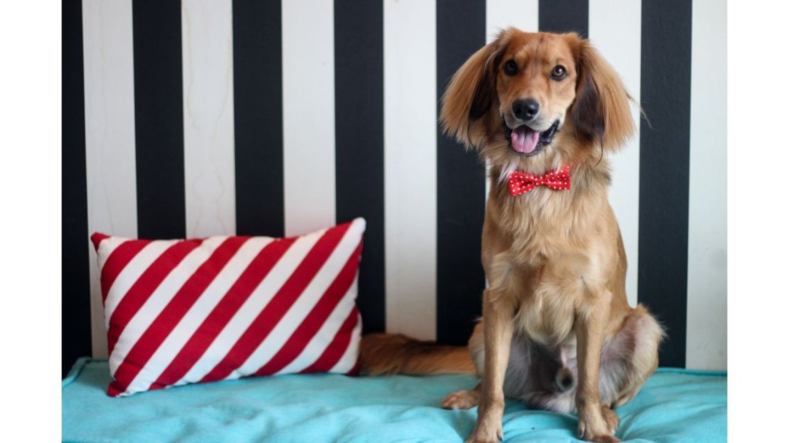 La Barberie de los Perritos | Foto:La Barberie de los Perritos