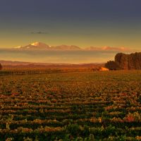 Alchimia Wines