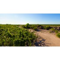 Alchimia Wines