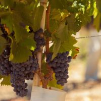 Alchimia Wines
