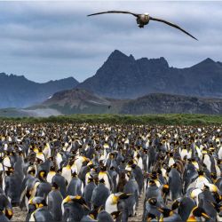 Una de las muchas fotos que tomó McBride, inmerso en la naturaleza de las islas Georgias del Sur. 