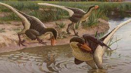 Un nuevo dinosaurio emplumado que vivió en Nuevo México hace 67 millones de años, recién descubierto, es una de las últimas especies de raptores sobrevivientes conocidas.