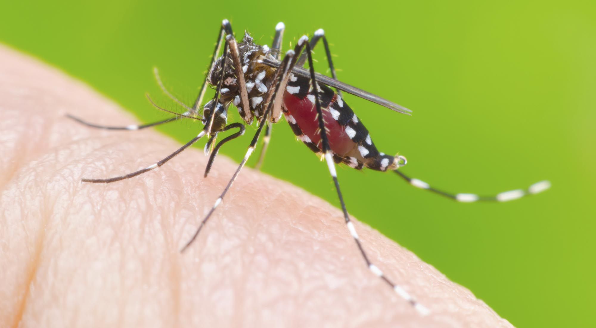 Aedes Aegypti, mosquito transmisor del dengue y otras enfermedades.