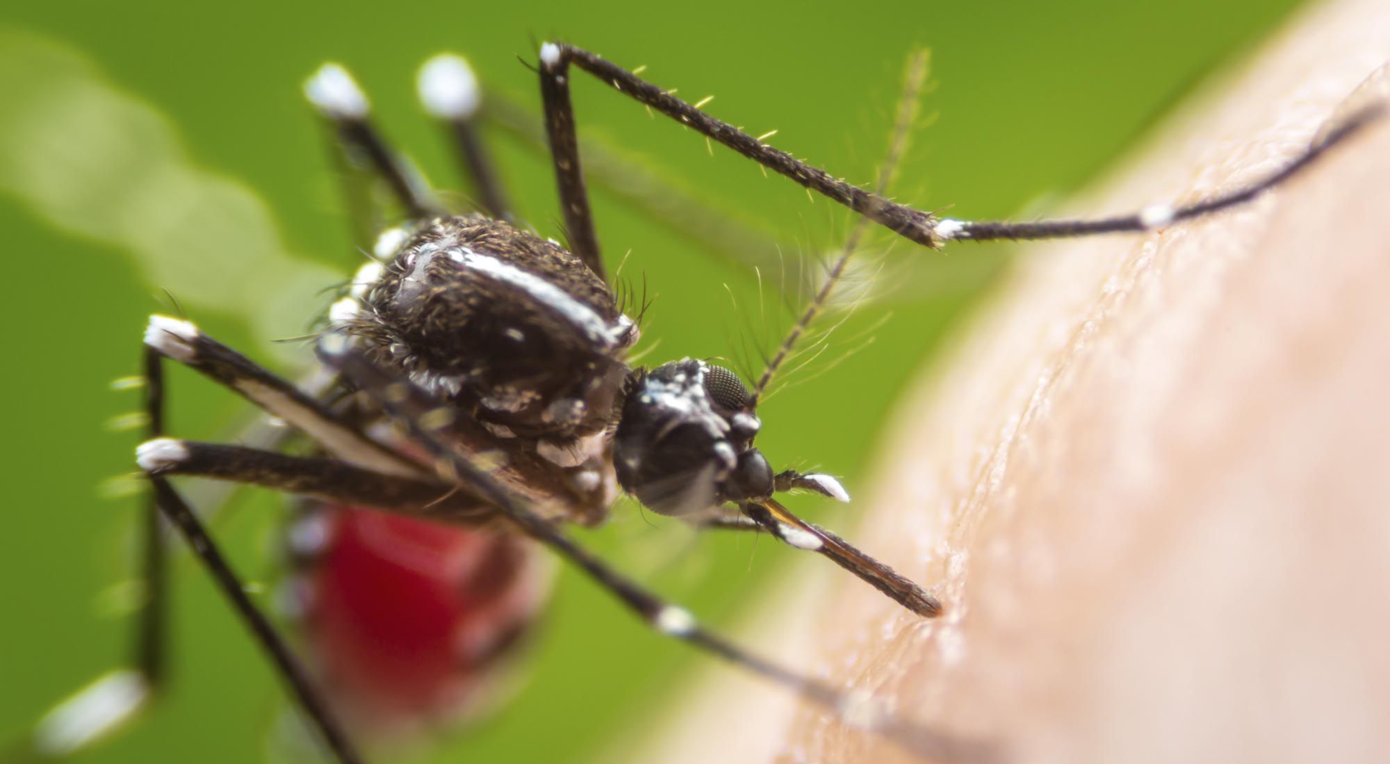 Con el coronavirus en "cuarentena", el dengue ya contagió a más de 3000 personas en la Ciudad