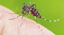 Mosquito Dengue 20200401