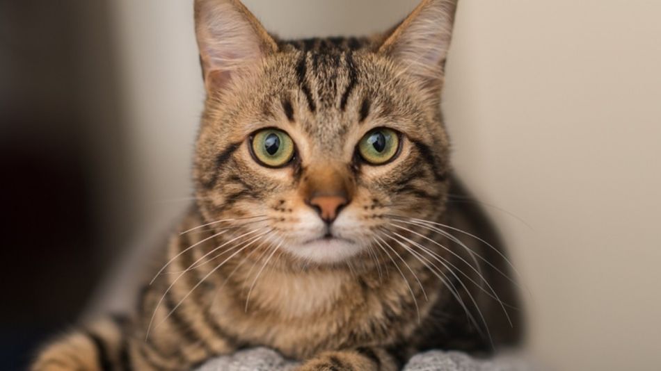 gato coronavirus 01042020