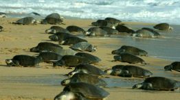 Miles de tortugas anidan en las playas de la India