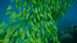 Un reciente estudio determinó que, para escapar del calentamiento de los océanos, todo lo que vive debajo del agua se está yendo hacia los polos, buscando ambientes más frescos.