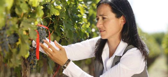 La marca de vinos más admirada del mundo es argentina