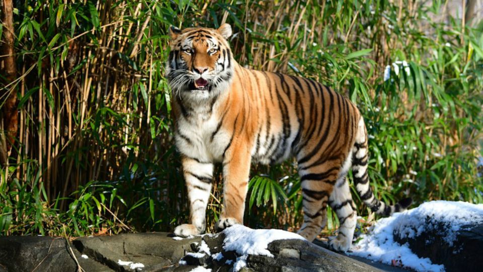 La tigresa malaya enferma se llama Nadia, tiene 4 años y es el primer animal infectado en Estados Unidos, aunque también están en observación también otros tres tigres (la hermana de la primera, Azul, y dos Siberia) y tres leones africanos alojados en la misma estructura.