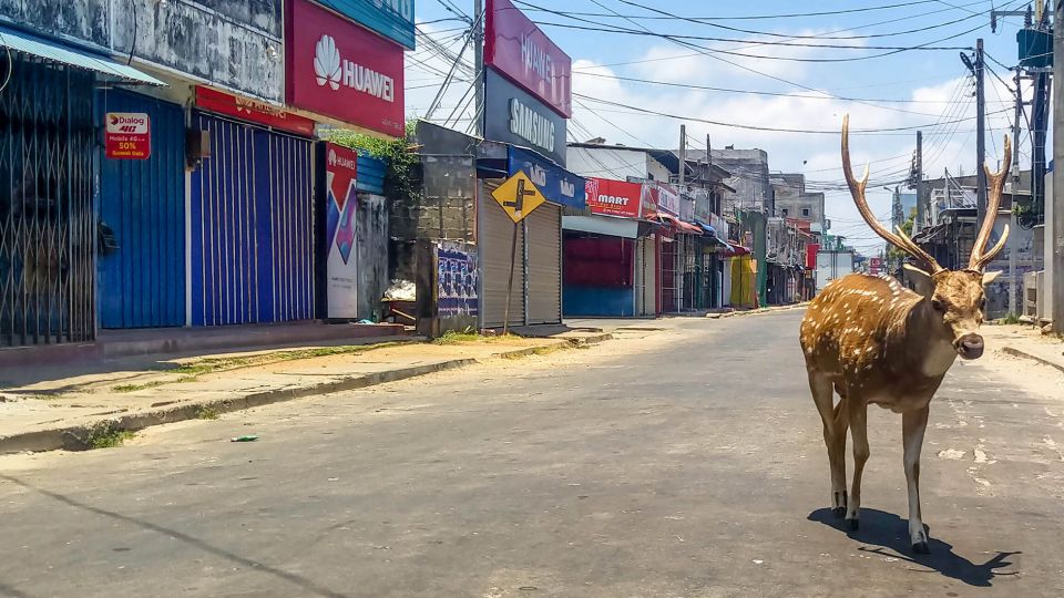 Ciudades invadidas por animales