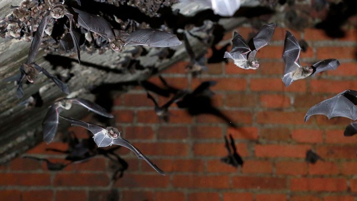 Europa nacimiento Ejecutar Hay millones de murciélagos en Buenos Aires y aumenta el temor en la  cuarentena | Perfil