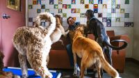 Por qué las mascotas reducen nuestro estrés en tiempo de cuarentena