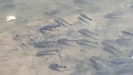 La cantidad de peces que se ven a simple vista ha crecido muchísimo, pero no es por lo que todos pensamos.