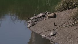 En las orillas de La Plata se divisan grandes colonias de tortugas que se animar a ir más allá por la falta de actividad humna.