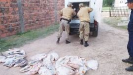 La policía de Pronunciamiento, Entre Ríos, requisó la camioneta y encontró varios kilos de pescado.