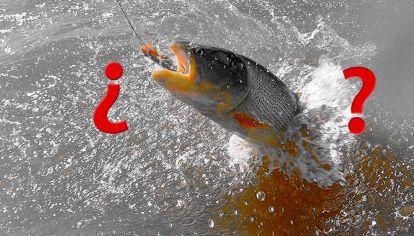 Entre Ríos estudia prohibir la pesca debido a la bajante.