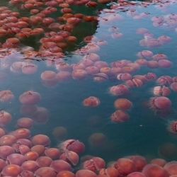 En las aguas alrededor de la isla de Palawan, en Filipinas, se han podido observar a miles de medusas de color rosa que han salido a la superficie. 