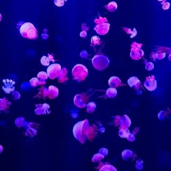Las medusas del video son de la especie Crambione cf. mastigophora.