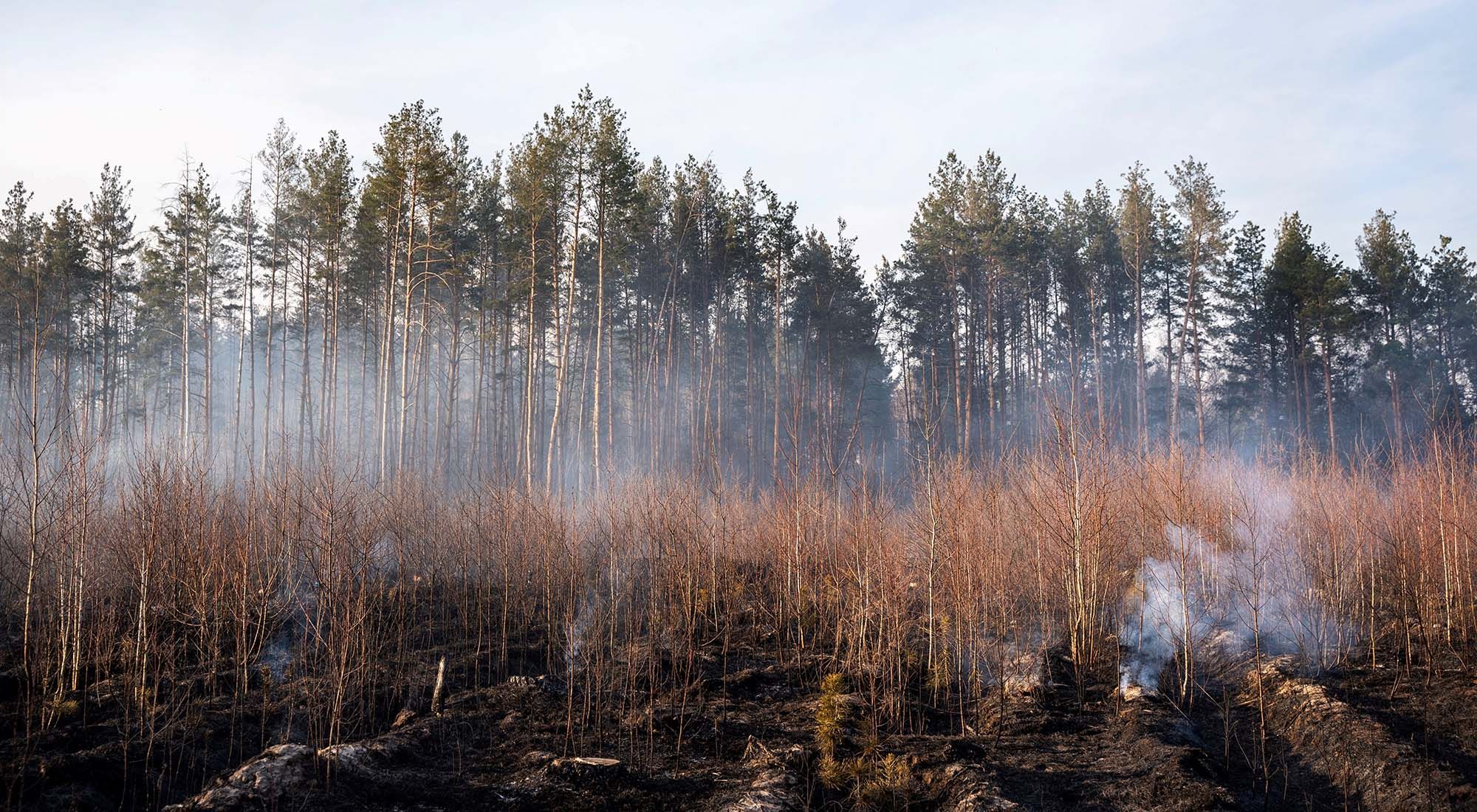 El Bosque Rojo se incendia desde el 3 de abril 2020