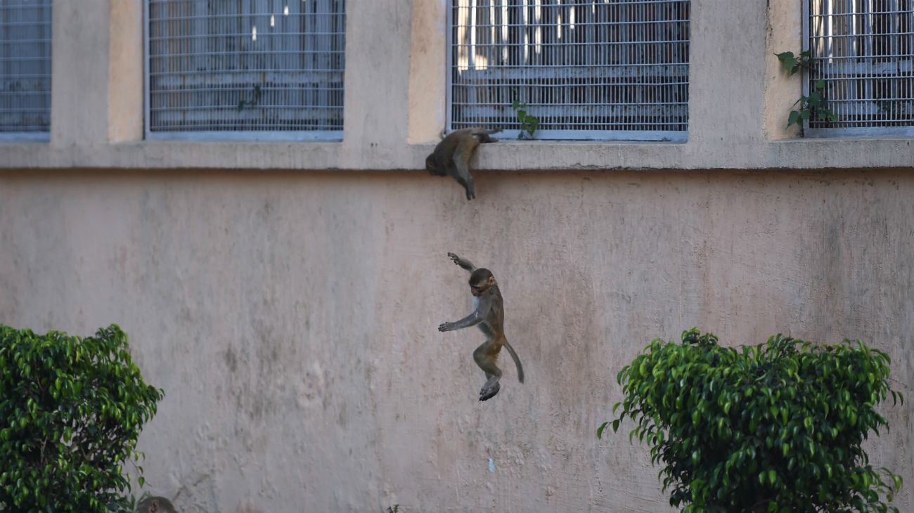 En la pandemia, los animales son protagonistas en las calles del mundo