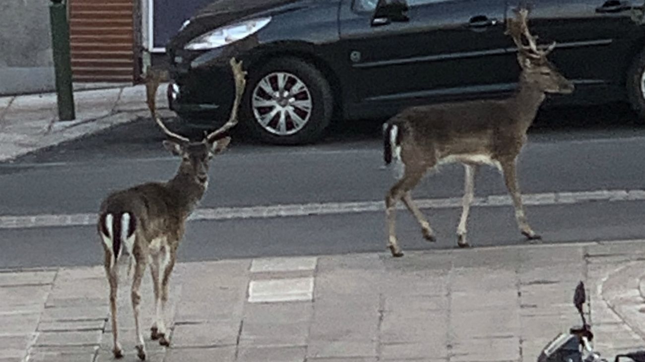 En la pandemia, los animales son protagonistas en las calles del mundo