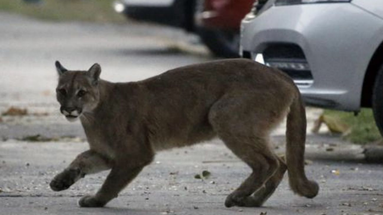 En la pandemia, los animales son protagonistas en las calles del mundo