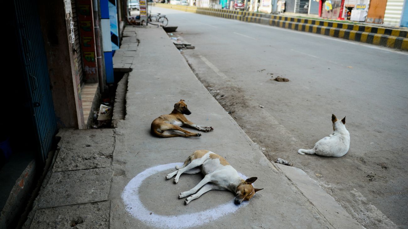 En la pandemia, los animales son protagonistas en las calles del mundo