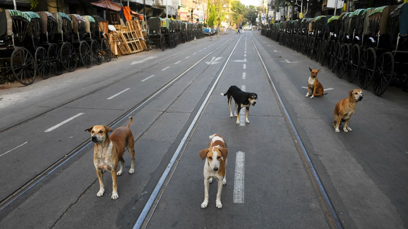 En la pandemia, los animales son protagonistas en las calles del mundo