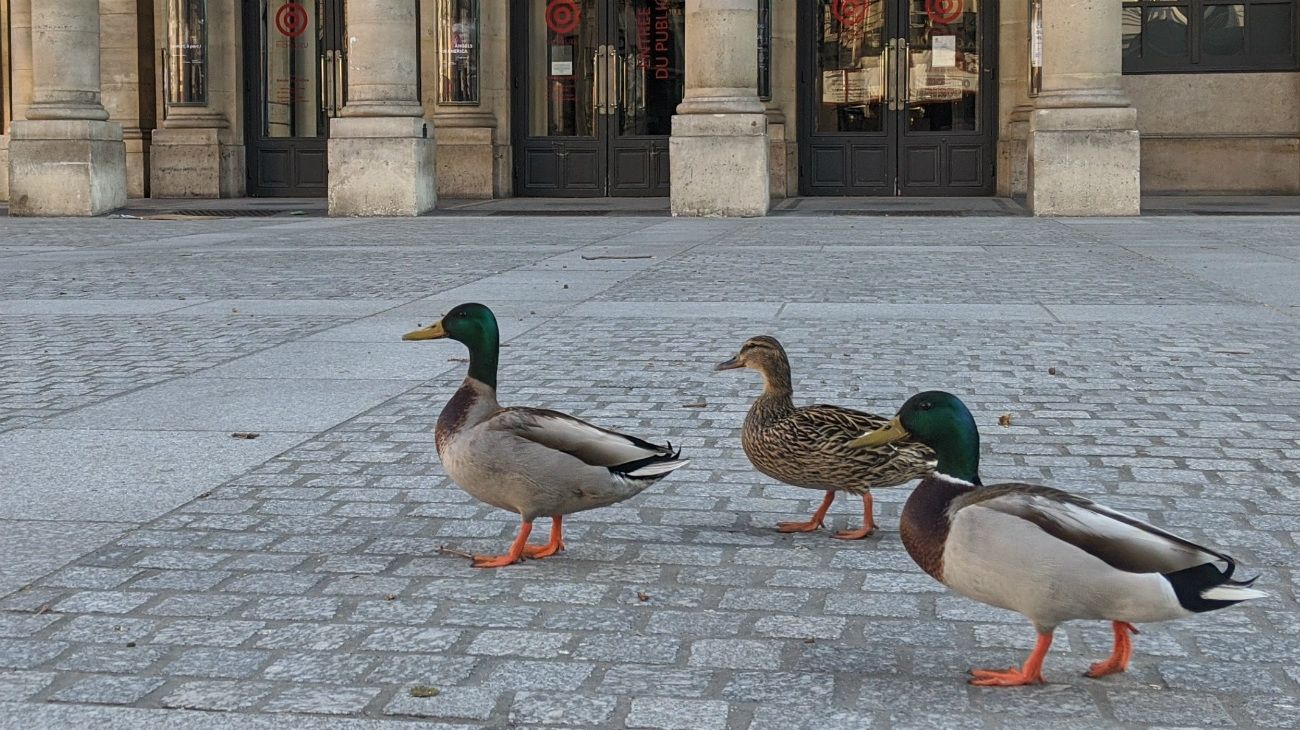 En la pandemia, los animales son protagonistas en las calles del mundo