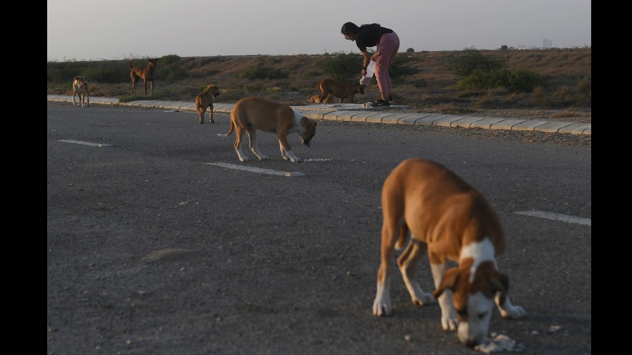 En la pandemia, los animales son protagonistas en las calles del mundo