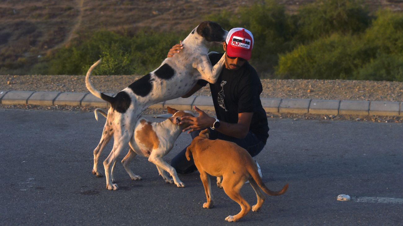 En la pandemia, los animales son protagonistas en las calles del mundo