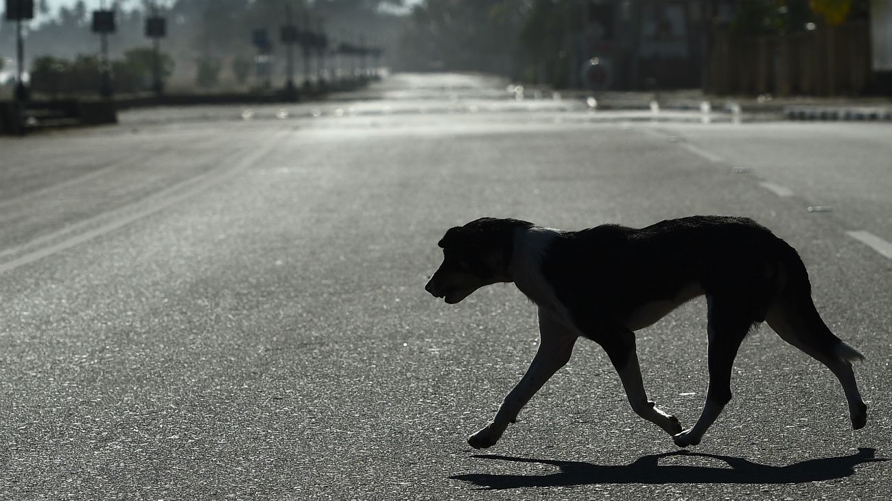 En la pandemia, los animales son protagonistas en las calles del mundo