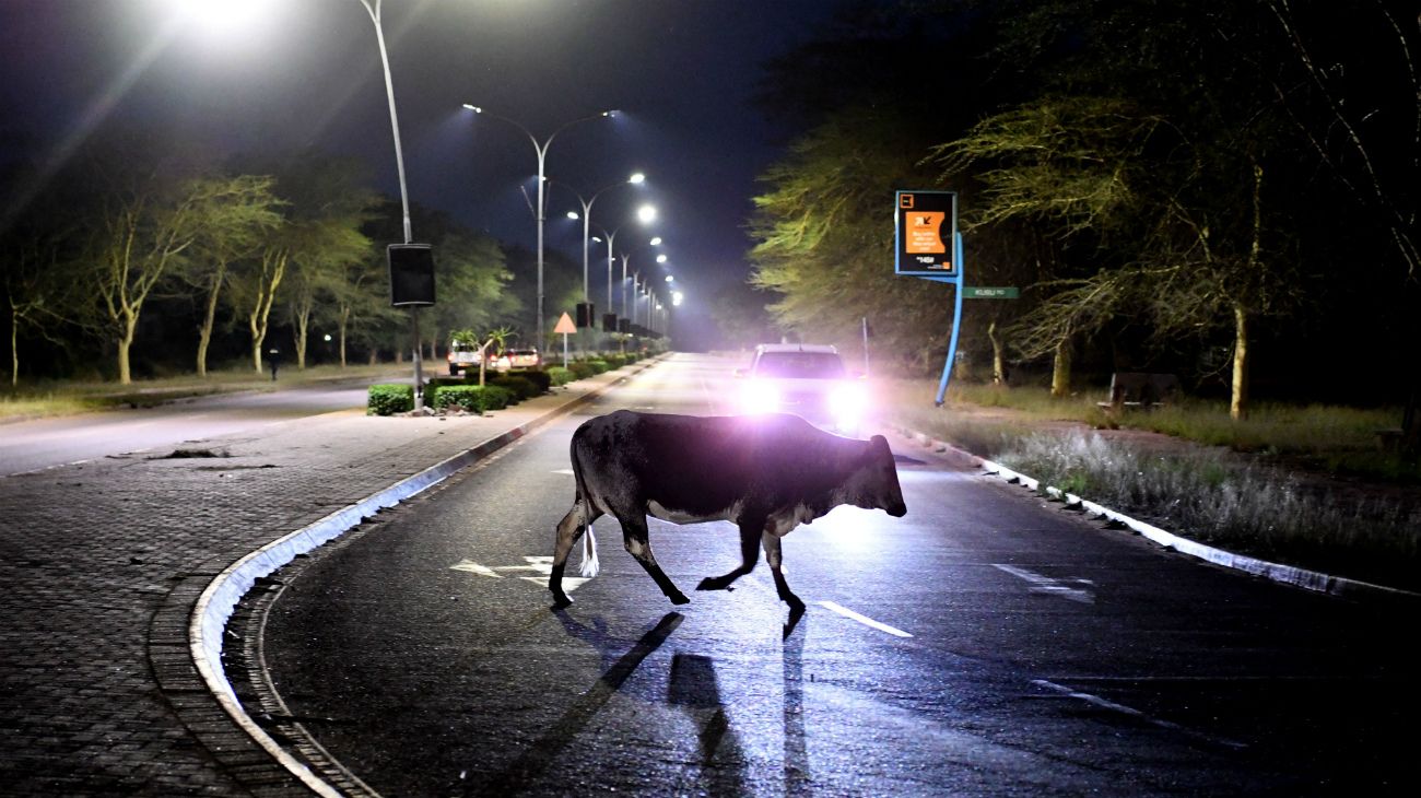 En la pandemia, los animales son protagonistas en las calles del mundo