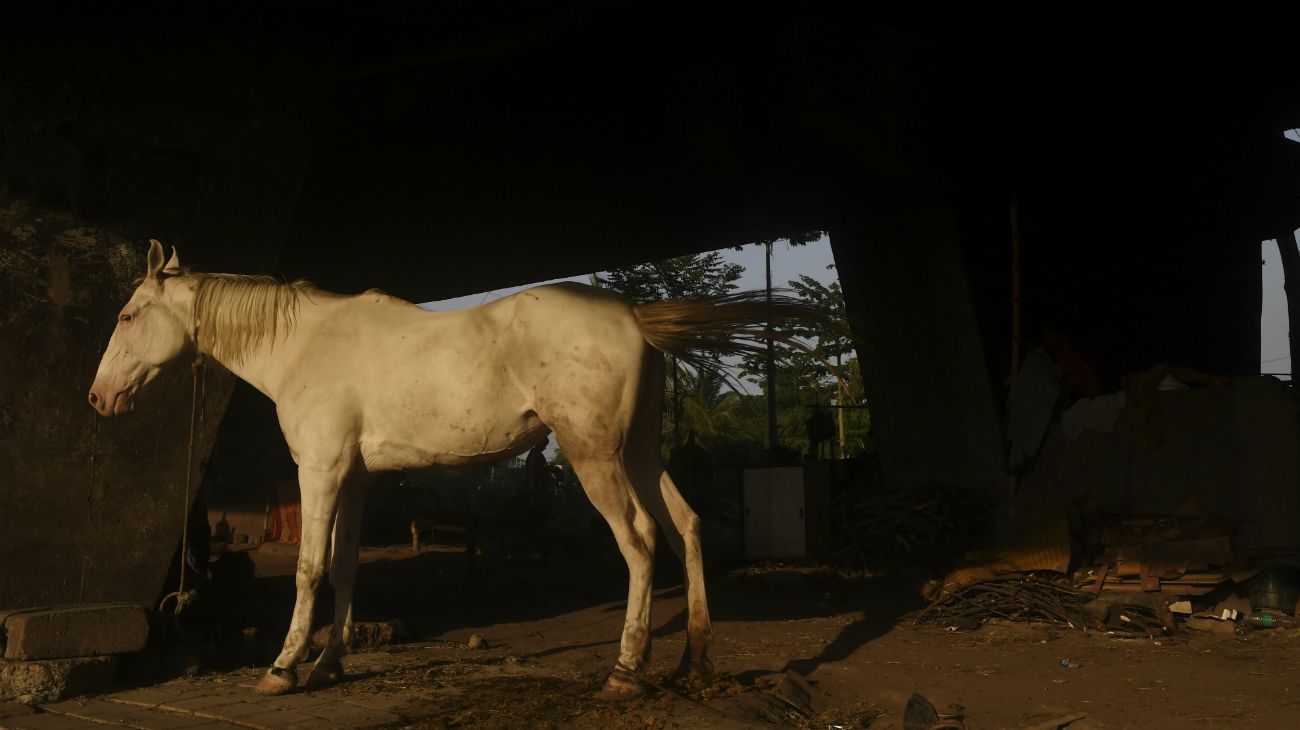 En la pandemia, los animales son protagonistas en las calles del mundo