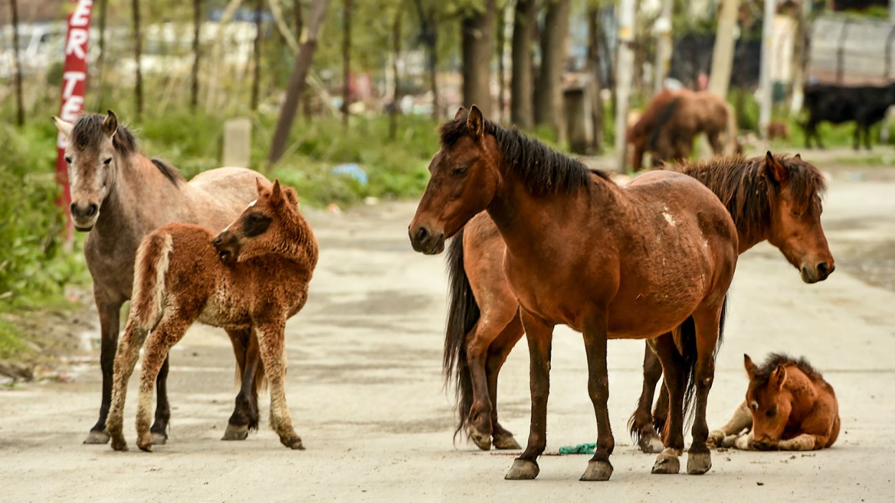 En la pandemia, los animales son protagonistas en las calles del mundo