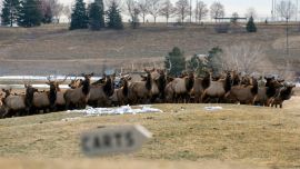 En la ciudad costera galesa de Llandudno, se vio a un rebaño de cabras montesas pisoteando las calles, masticando vegetación y escalando muros.