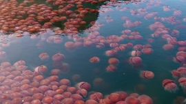 En las aguas alrededor de la isla de Palawan, en Filipinas, se han podido observar a miles de medusas de color rosa que han salido a la superficie.