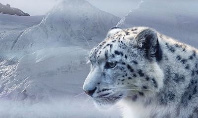 Leopardo de las nieves