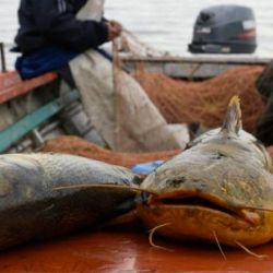 La pesca de subsistencia se está convirtiendo en una pesca comercial encubierta.