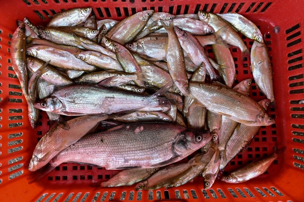 En un gran mercado de alimentos en la ciudad china de Wuhan los carteles prohíben la venta de animales salvajes y aves de corral, mientras los altavoces reproducen una y otra vez mensajes que celebran la "victoria" sobre el nuevo coronavirus.