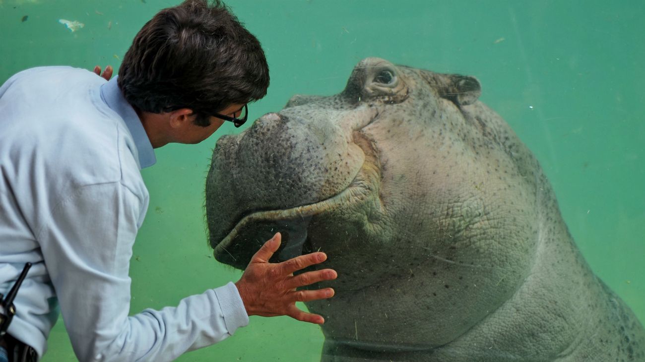 El director del zoo de Beauval, Francia, y un hipopótamo en su recinto