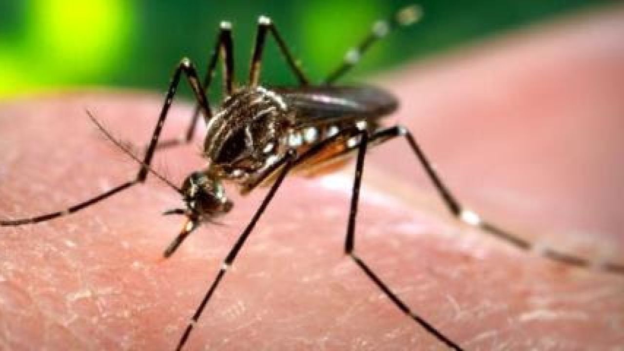 Dengue | Foto:cedoc