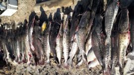 Los tres detenidos violaron la cuarentena para pescar en las aguas de río San Javier.