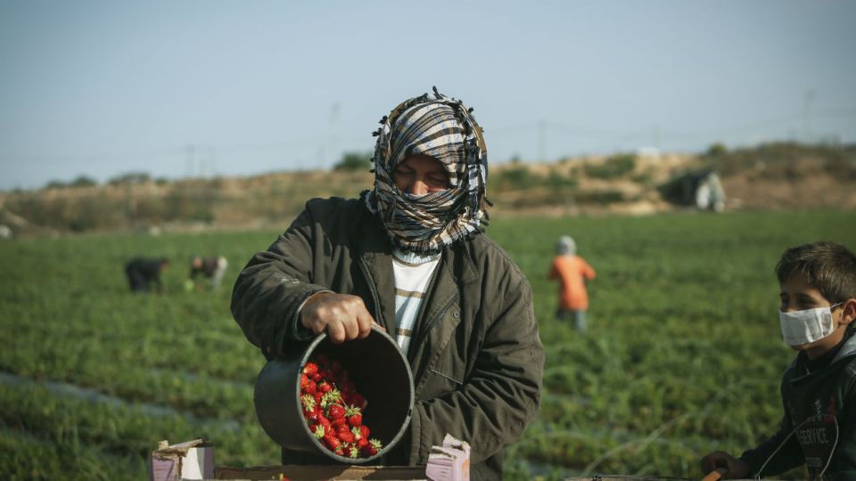 Un palestino y su hijo en un campo de frutillas en el norte de la Franja.