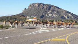 Los guanacos salieron del Parque Nacional Ichigualasto y ganaron la ruta provincial 150.